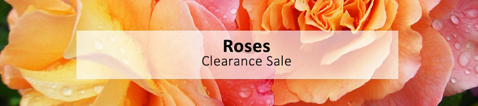 Roses Category Page Banner Jan-23